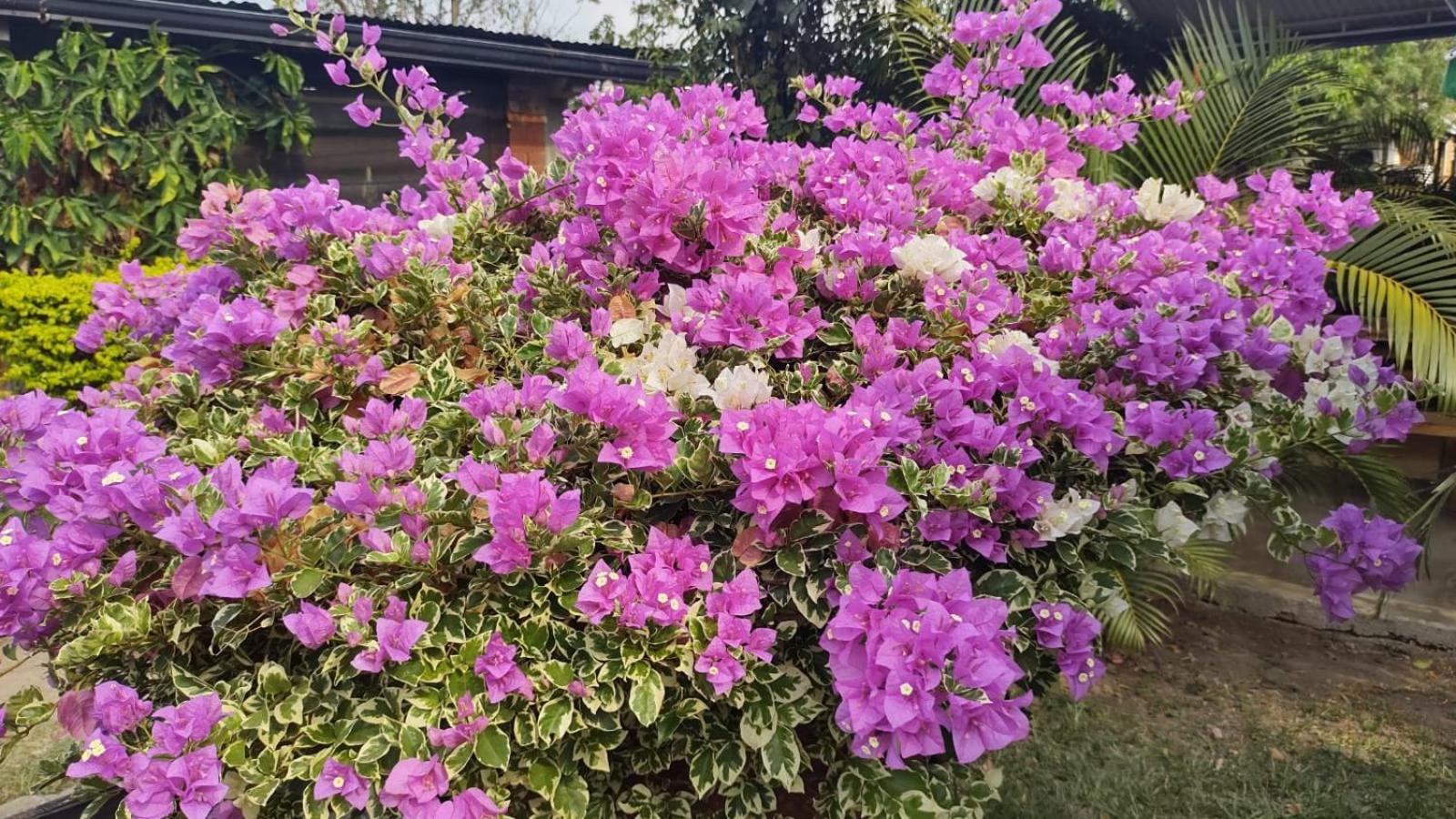 Loma Linda Hotel De Naturaleza ลาเมซา ภายนอก รูปภาพ